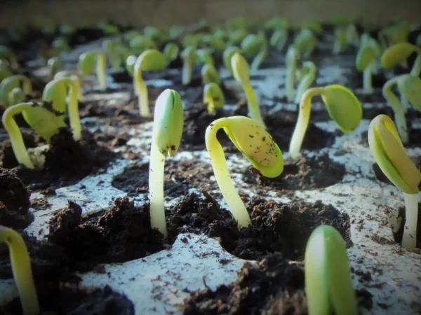 Semis de printemps : quelles plantes et légumes cultiver