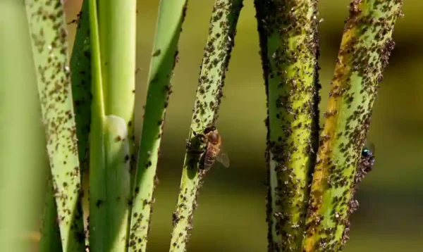 Lutter contre les nuisibles printaniers : les solutions naturelles pour protéger votre jardin