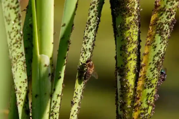 Lutter contre les nuisibles printaniers : les solutions naturelles pour protéger votre jardin