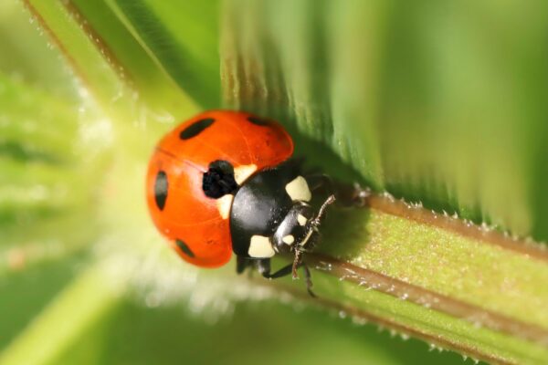 Élever des coccinelles