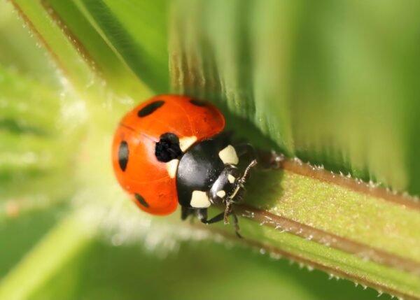 Élever des coccinelles