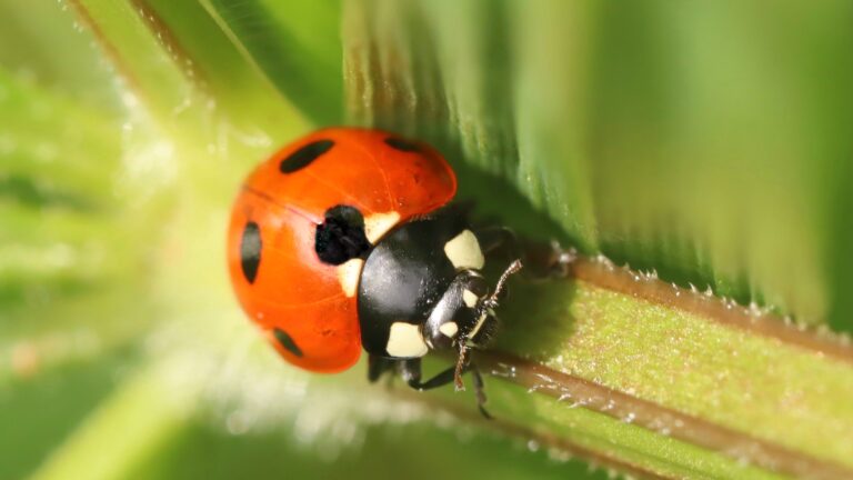 Coccinelles : Élevage pour éliminer les insectes nuisibles
