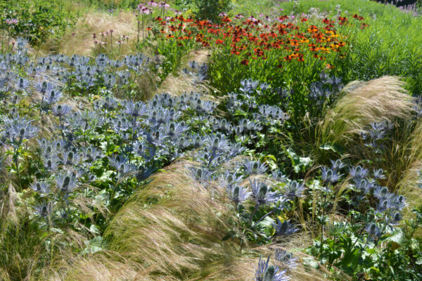 Plantes indigènes