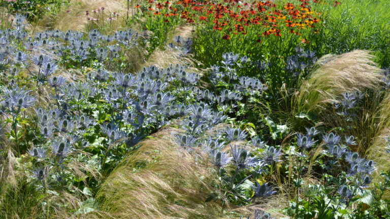 Plantes indigènes : 7 raisons d’en planter dans son jardin